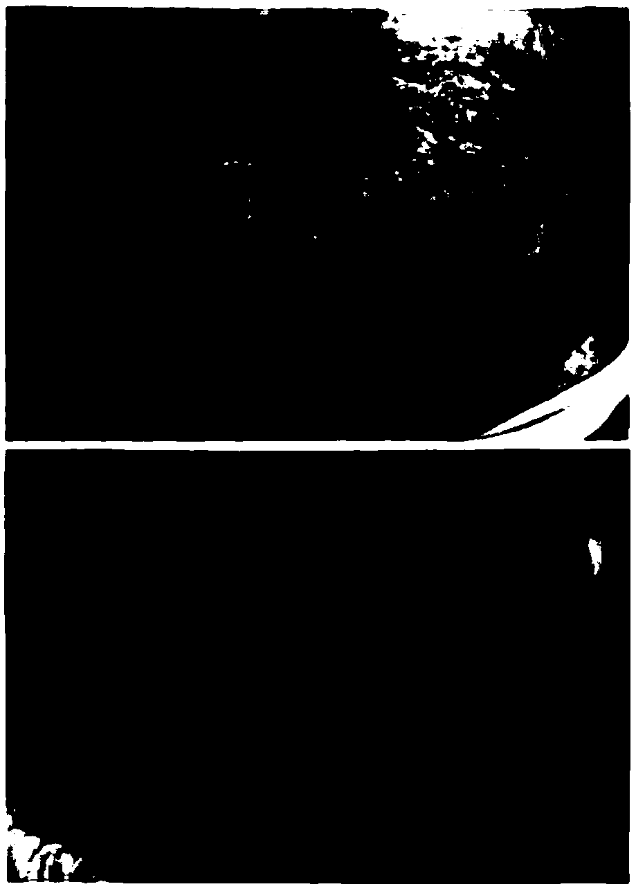 Compound for relieving skin wrinkles, preparation method and application thereof