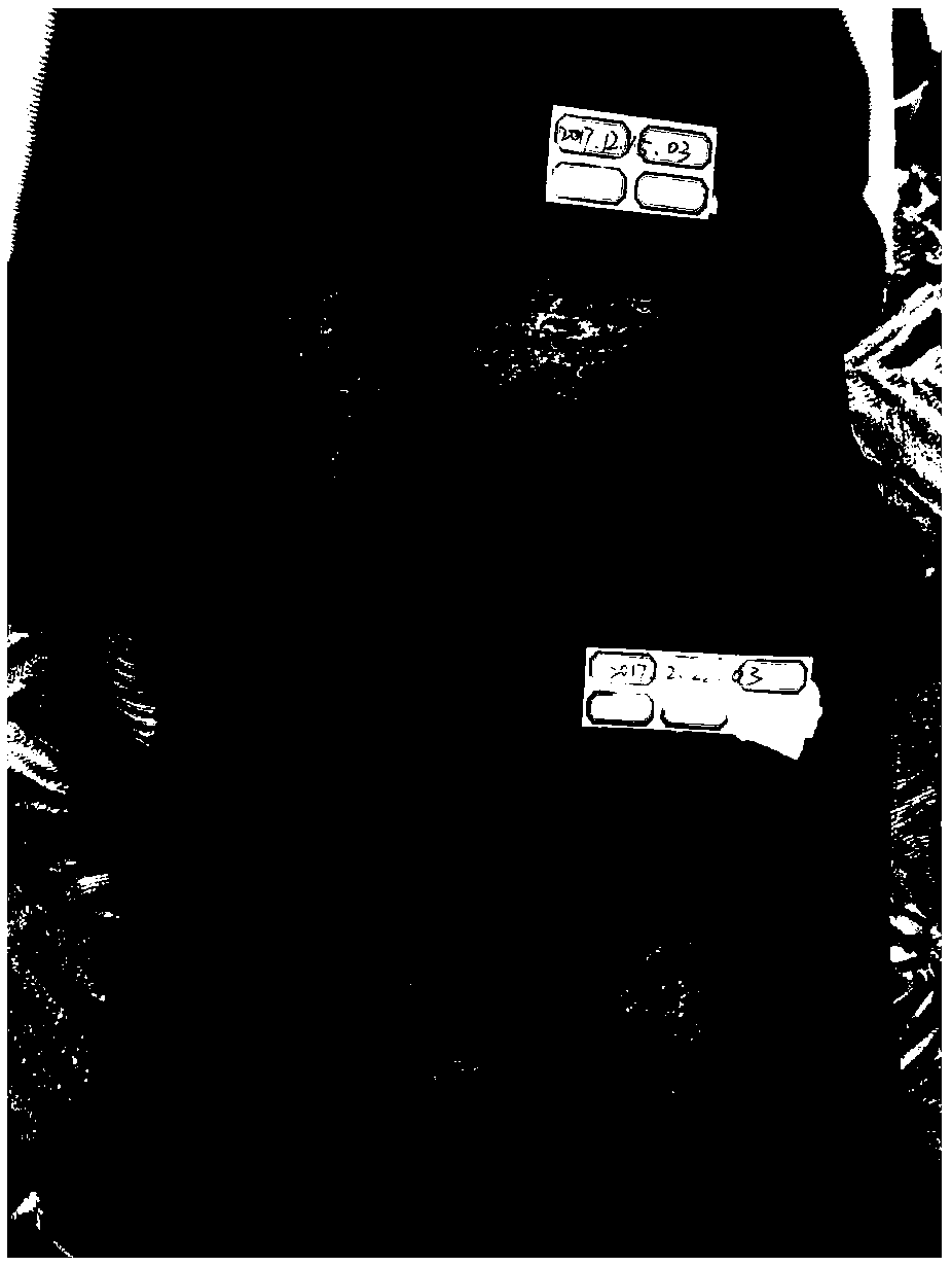 Compound for relieving skin wrinkles, preparation method and application thereof