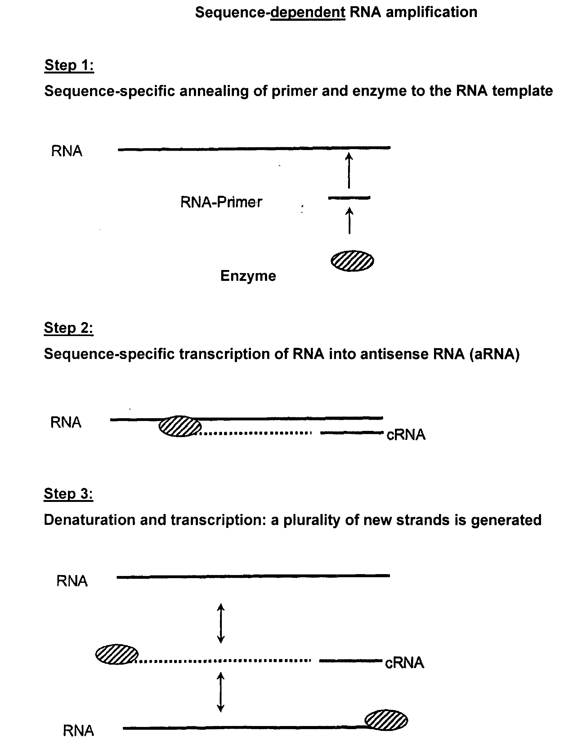 RNA-Dependent RNA Polymerase, Methods And Kits For The Amplification And/Or Labelling Of RNA