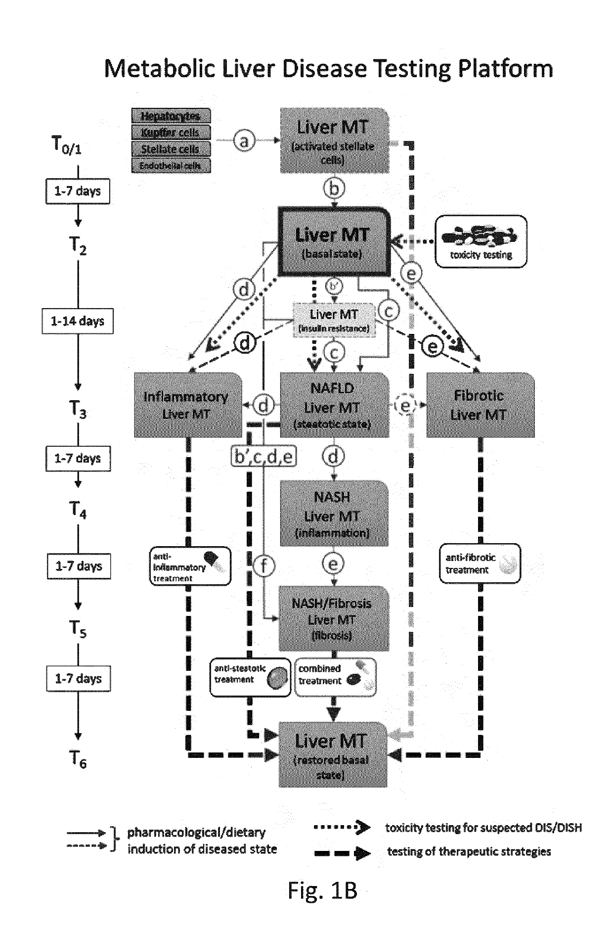 Screenable liver disease models and methods