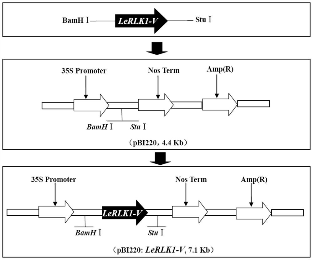 A kinase gene lerlk1-v and its expression vector and application