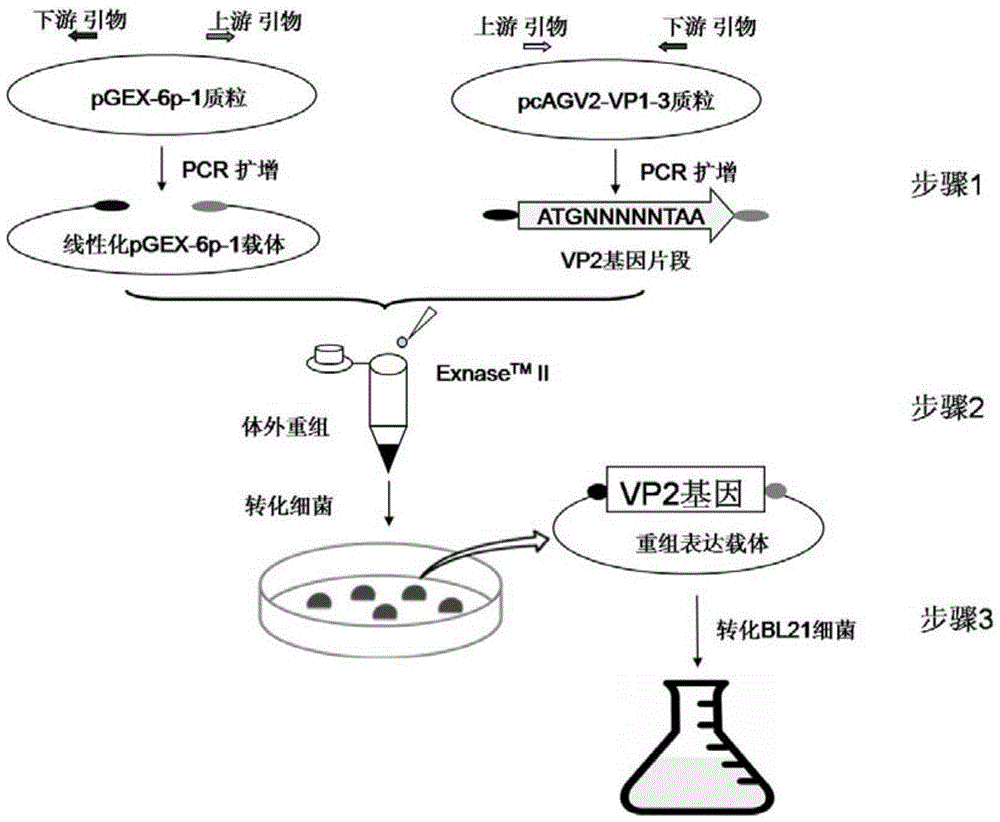 A kind of agv2 type circular virus vp2 soluble protein and preparation method thereof