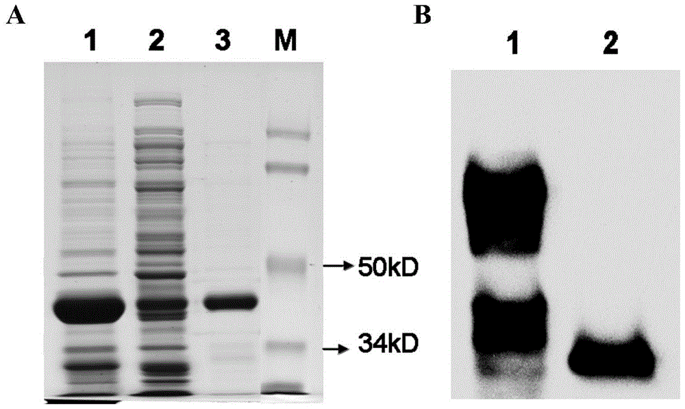 A kind of agv2 type circular virus vp2 soluble protein and preparation method thereof