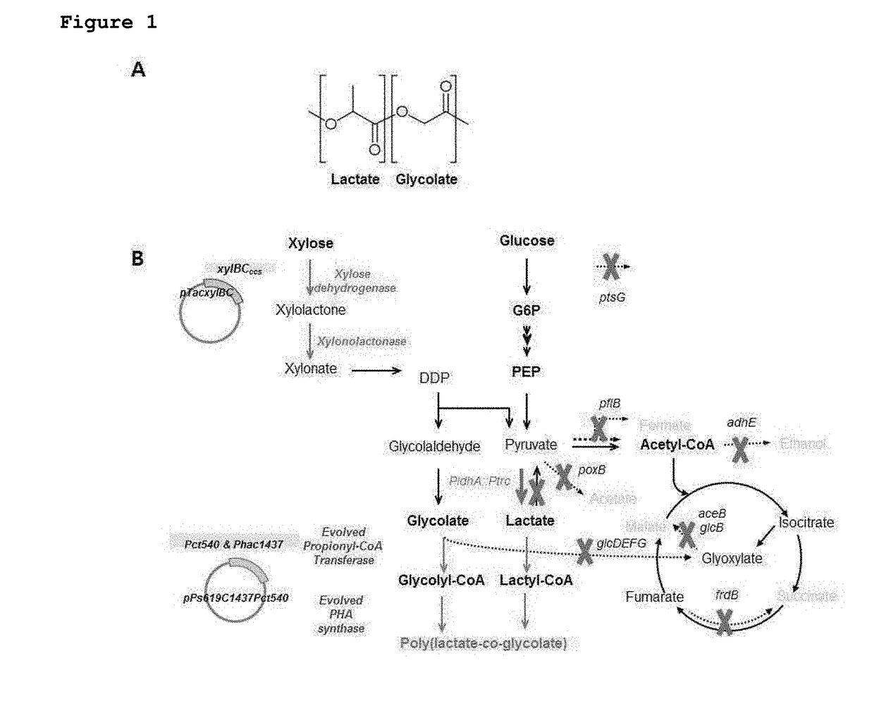 Recombinant microorganism having ability to produce poly(lactate-coglycolate) or copolymer thereof from xylose and method for preparing poly(lactate-coglycolate) or copolymer thereof by using same