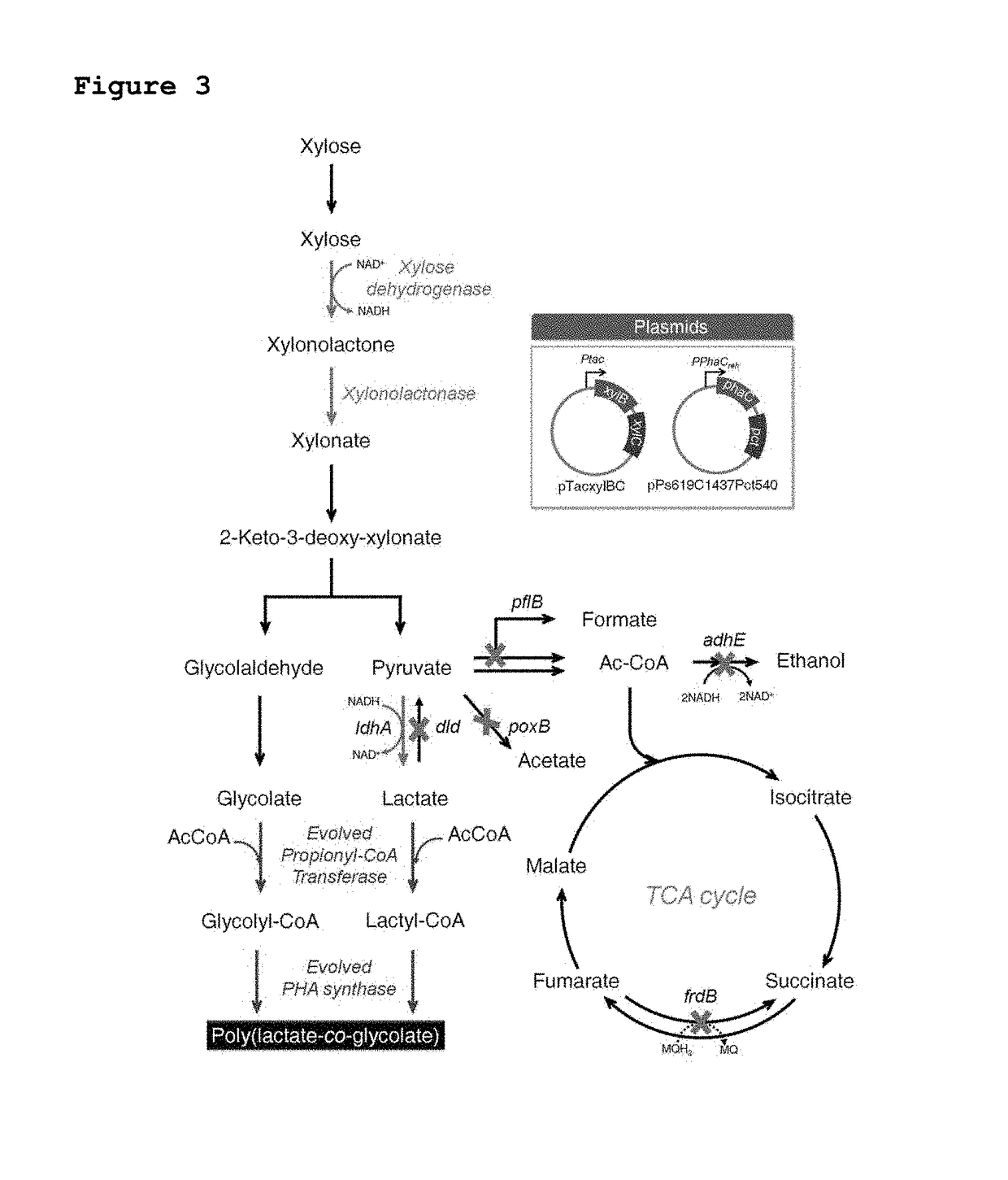 Recombinant microorganism having ability to produce poly(lactate-coglycolate) or copolymer thereof from xylose and method for preparing poly(lactate-coglycolate) or copolymer thereof by using same