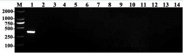 Nest PCR (polymerase chain reaction) detection method for peanut pseudomonas solanacearum