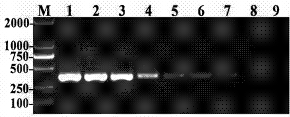 Nest PCR (polymerase chain reaction) detection method for peanut pseudomonas solanacearum