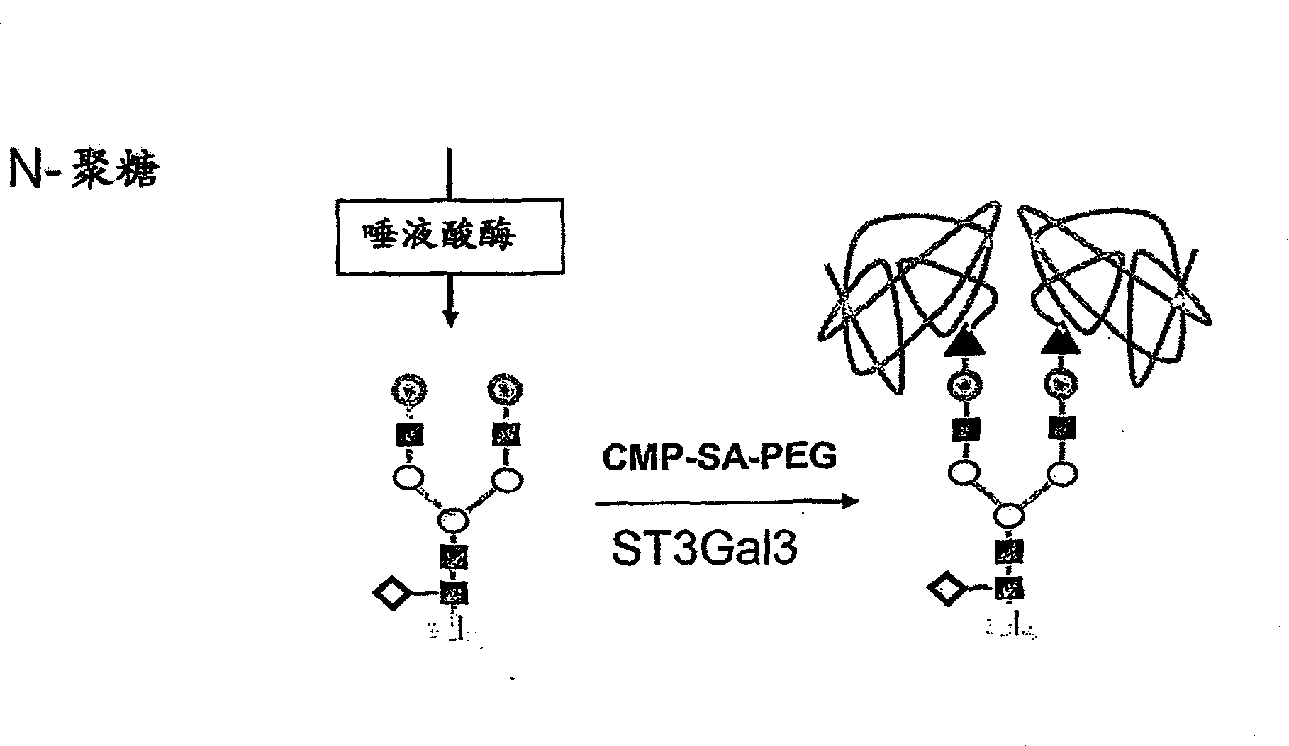 Glycopegylated factor IX