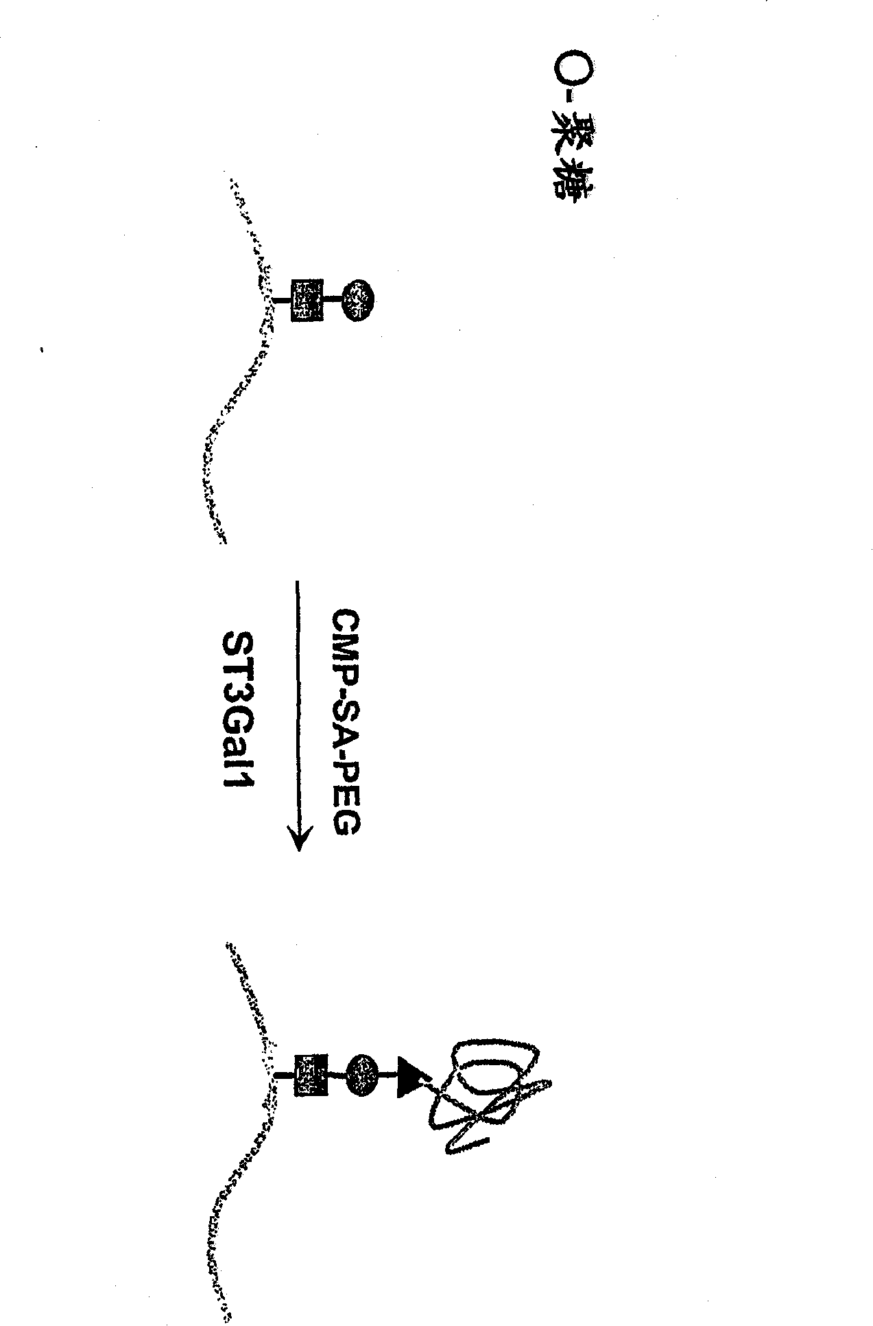 Glycopegylated factor IX