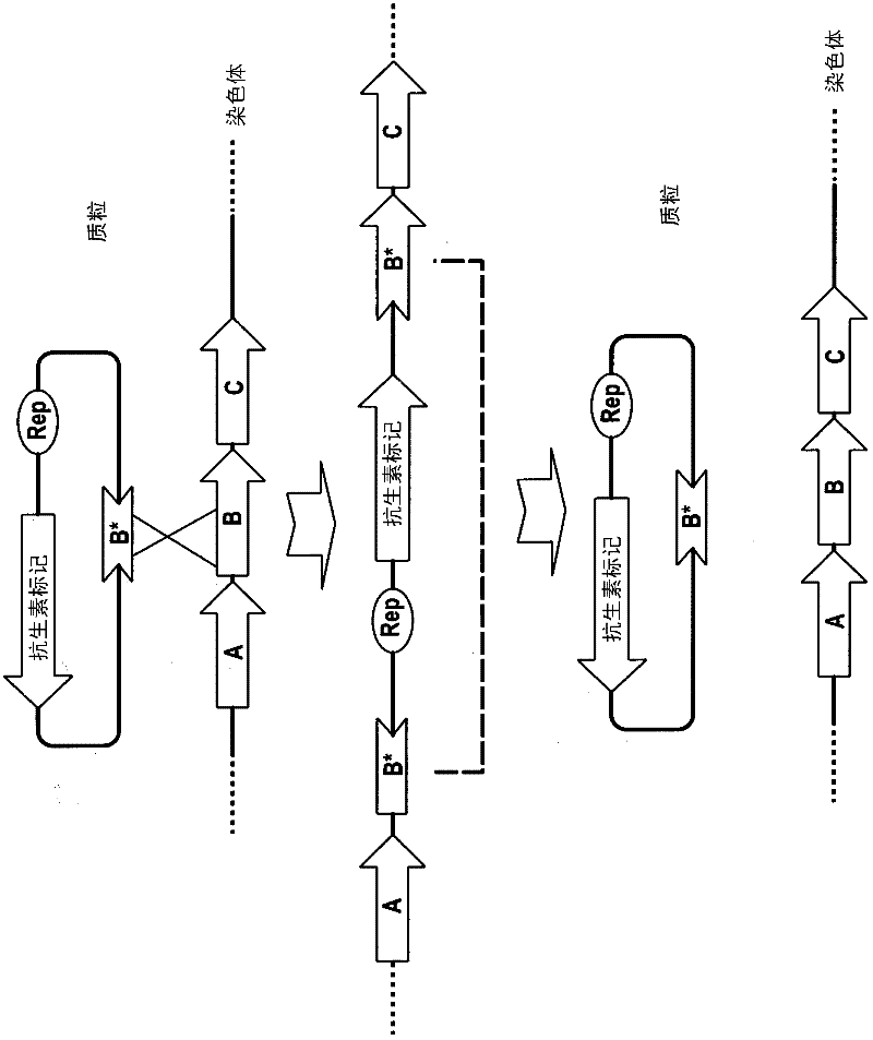 Method of double crossover homologous recombination in clostridia