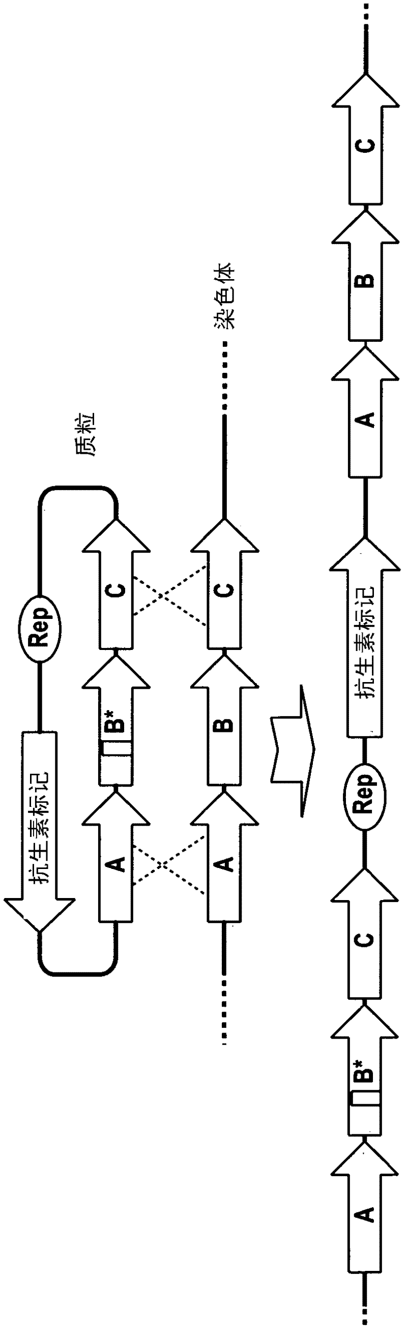 Method of double crossover homologous recombination in clostridia