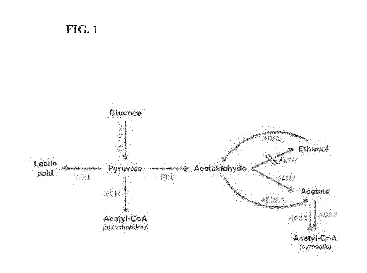 Microorganism having enhanced productivity of lactic acid and a process for producing lactic acid using the same