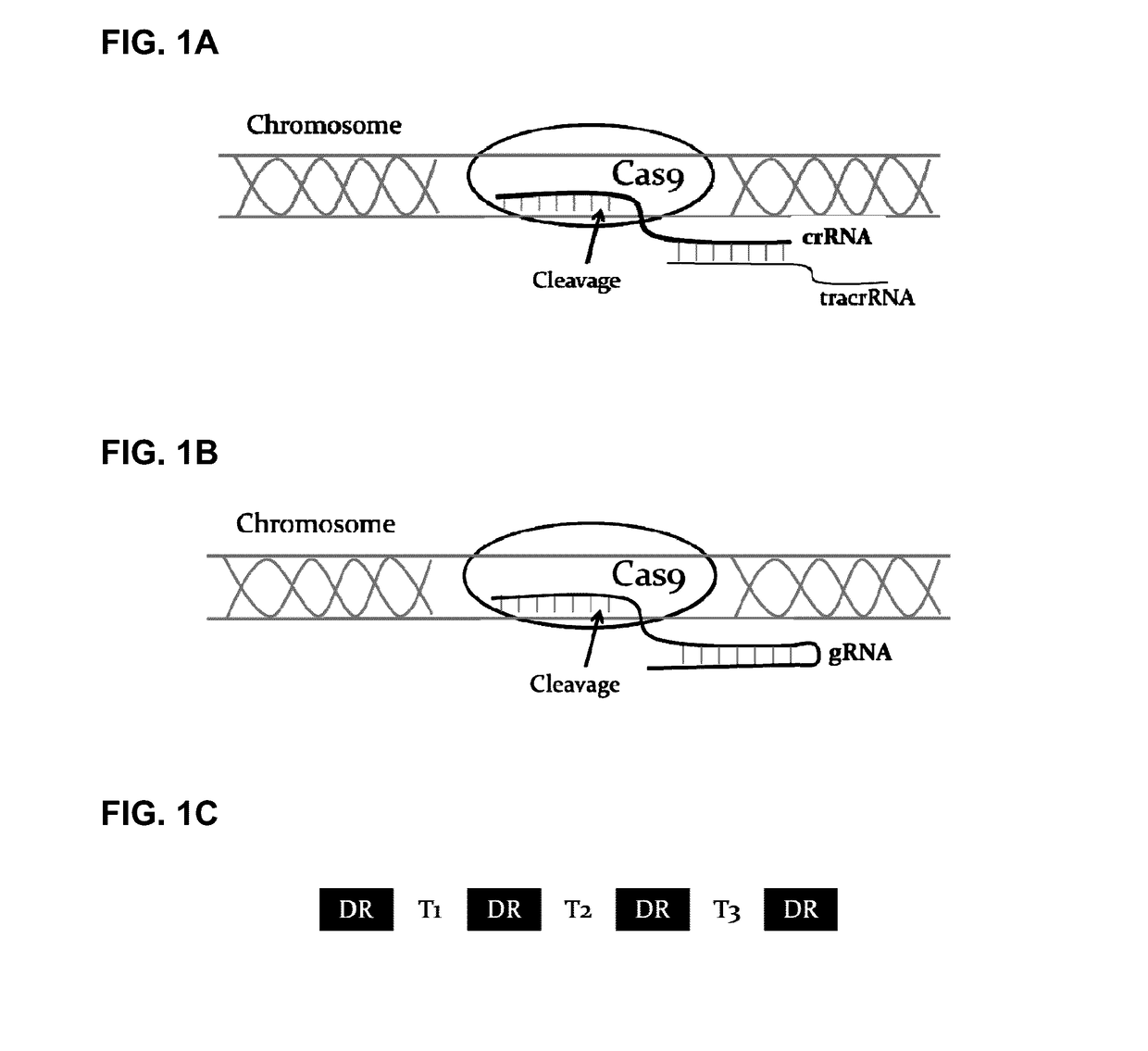 Methods and compositions for producing double allele knock outs