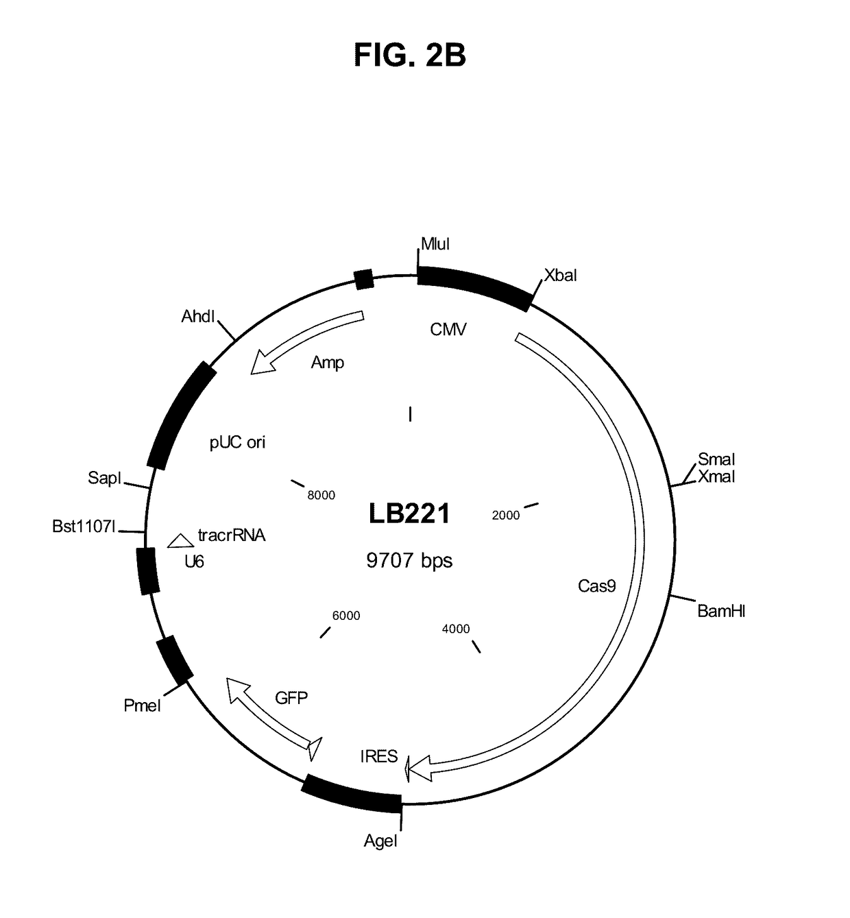 Methods and compositions for producing double allele knock outs