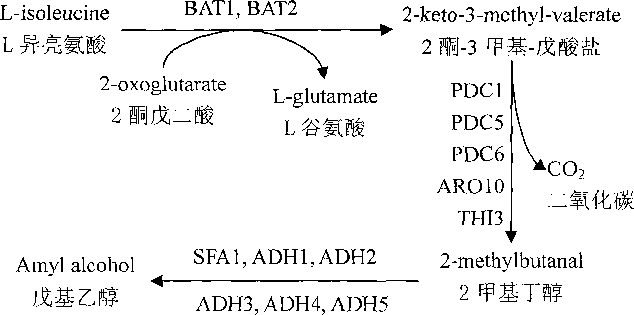 Computation method for annotating semantic similarity by gene