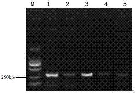 Method for increasing non-homologous end joining efficiency of CRIPSR/Cas9 target knock-out genes
