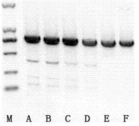 Method for increasing non-homologous end joining efficiency of CRIPSR/Cas9 target knock-out genes