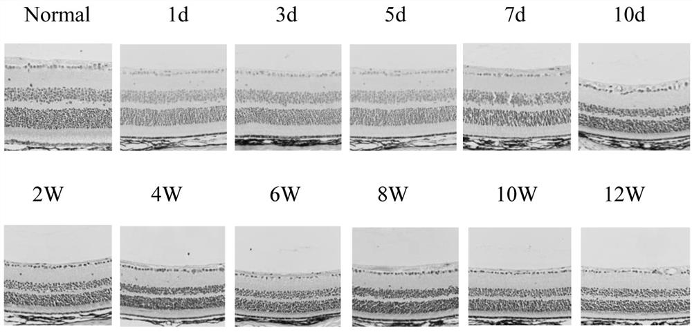 Construction and application of an animal model of chronic drug toxicity retinal photoreceptor cell injury