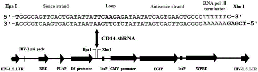 Method for distinguishing smooth type lipopolysaccharide and rough type lipopolysaccharide