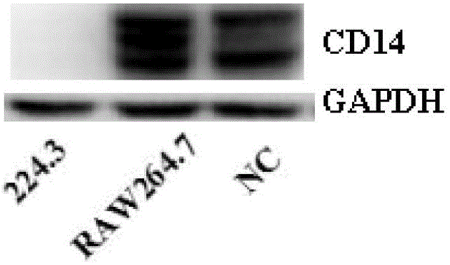 Method for distinguishing smooth type lipopolysaccharide and rough type lipopolysaccharide