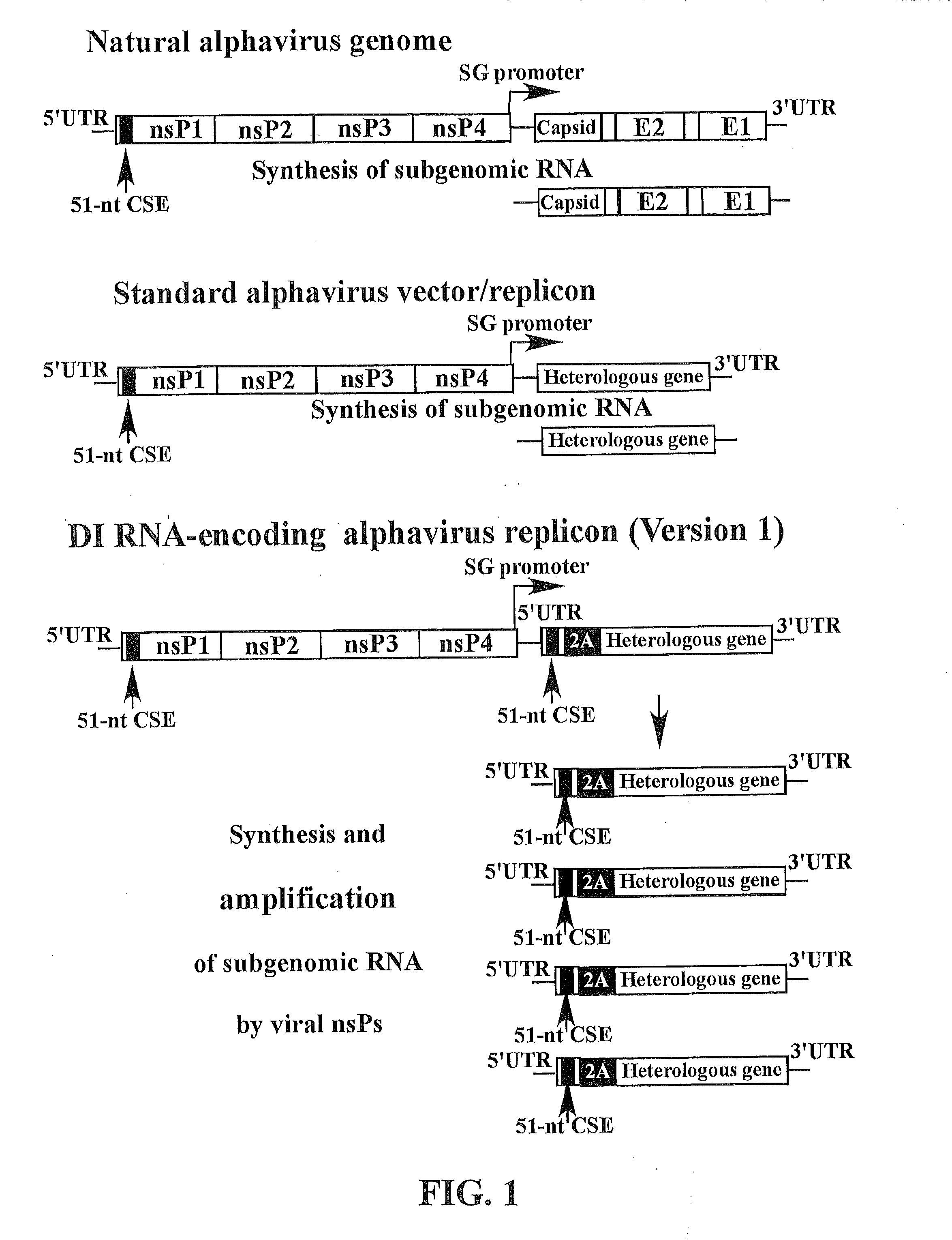Methods and Compositions for Alphavirus Replicons