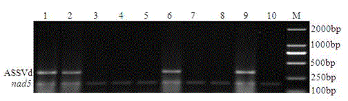 Internal-standard-based apple scar skin viroid RT-PCR (reverse transcription-polymerase chain reaction) detection technique