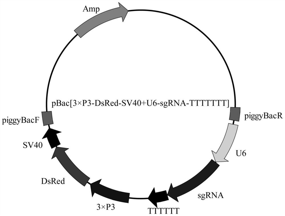 A kind of gene knockout method and its sgRNA fragment and application