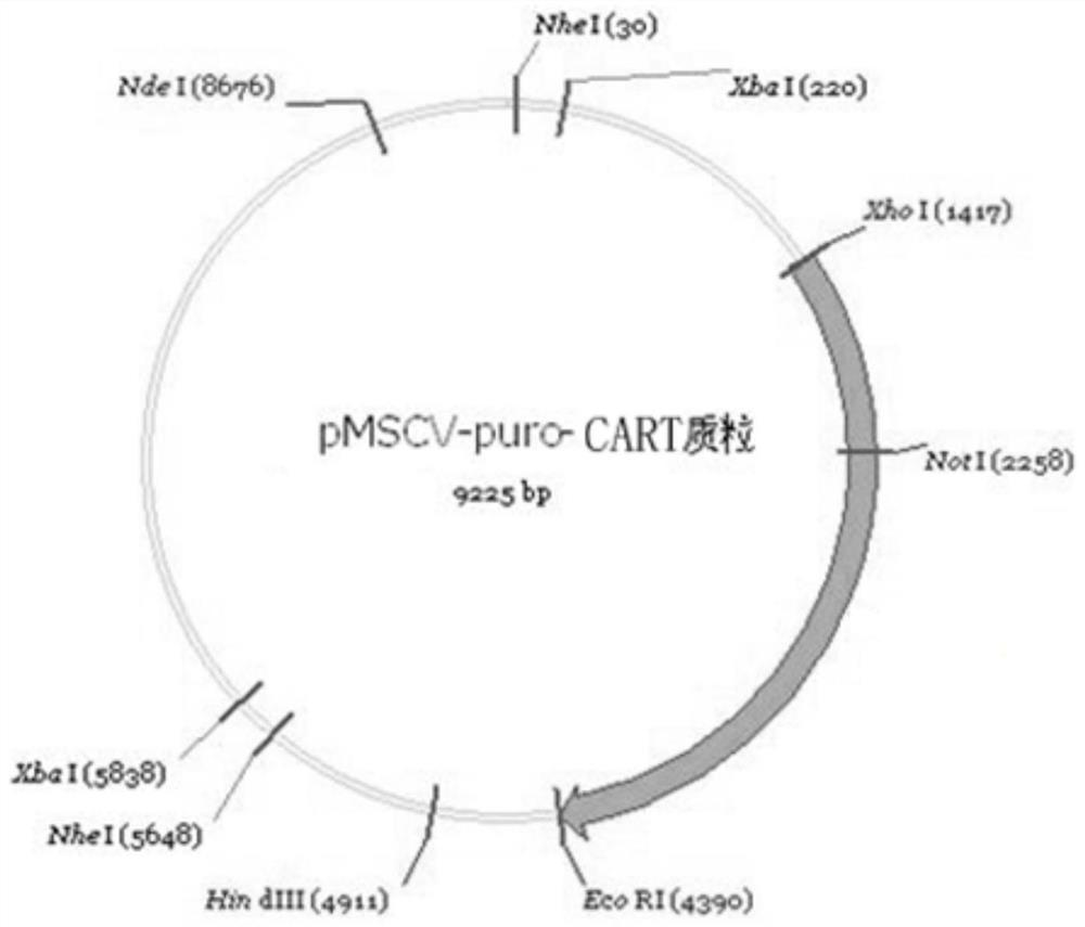 A composite protein of chimeric antigen receptor fused with inducible apoptosis enzyme