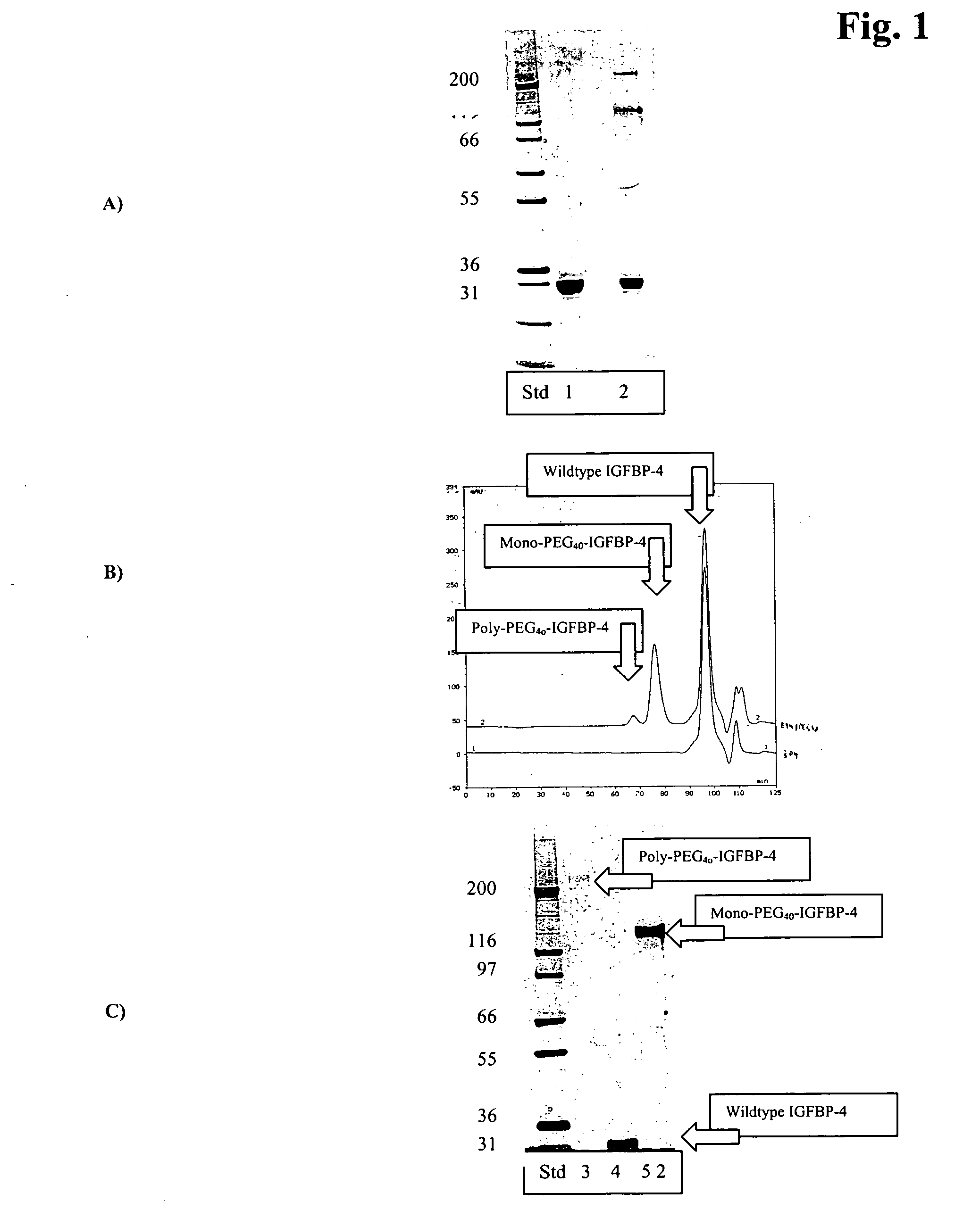 Conjugates of insulin-like growth factor binding protein-4 and poly (ethylene glycol)