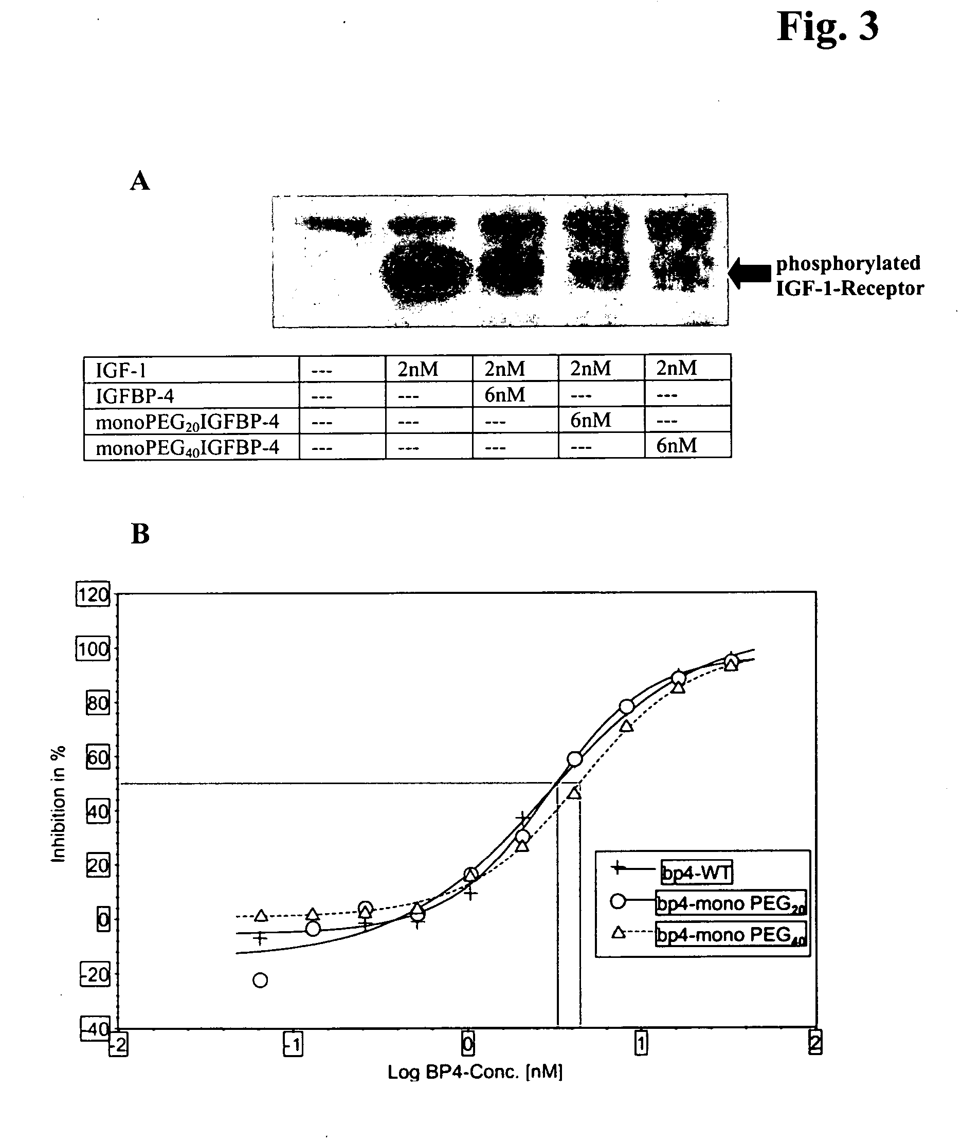 Conjugates of insulin-like growth factor binding protein-4 and poly (ethylene glycol)