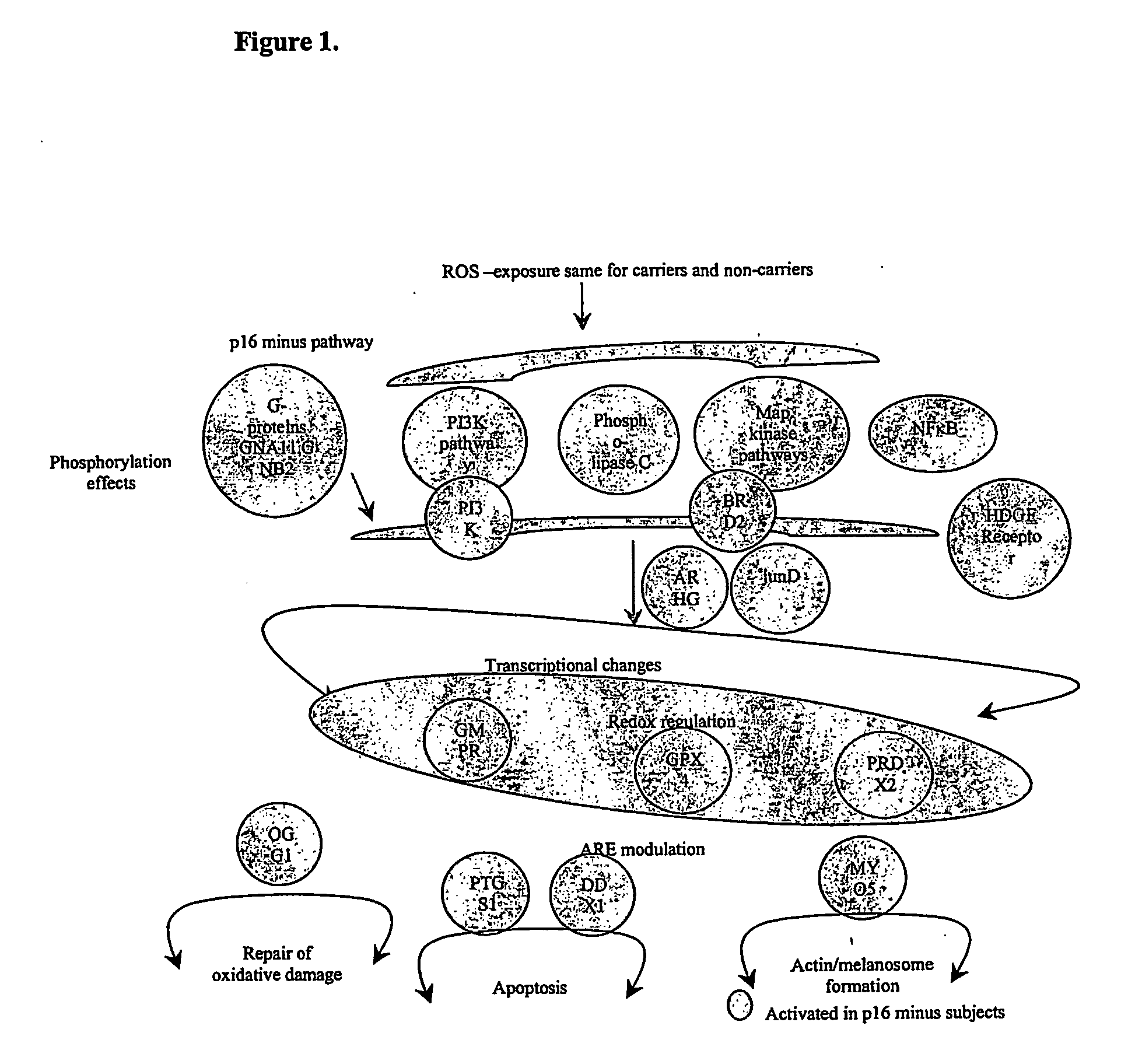 Method for detection and characterization of pre-malignant transformation