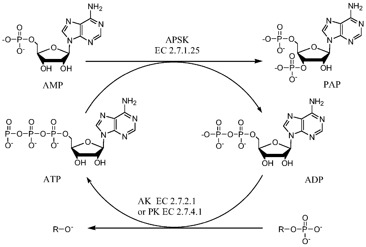 Enzymatic synthesis method and application of 3',5'-adenosine diphosphate (PAP)