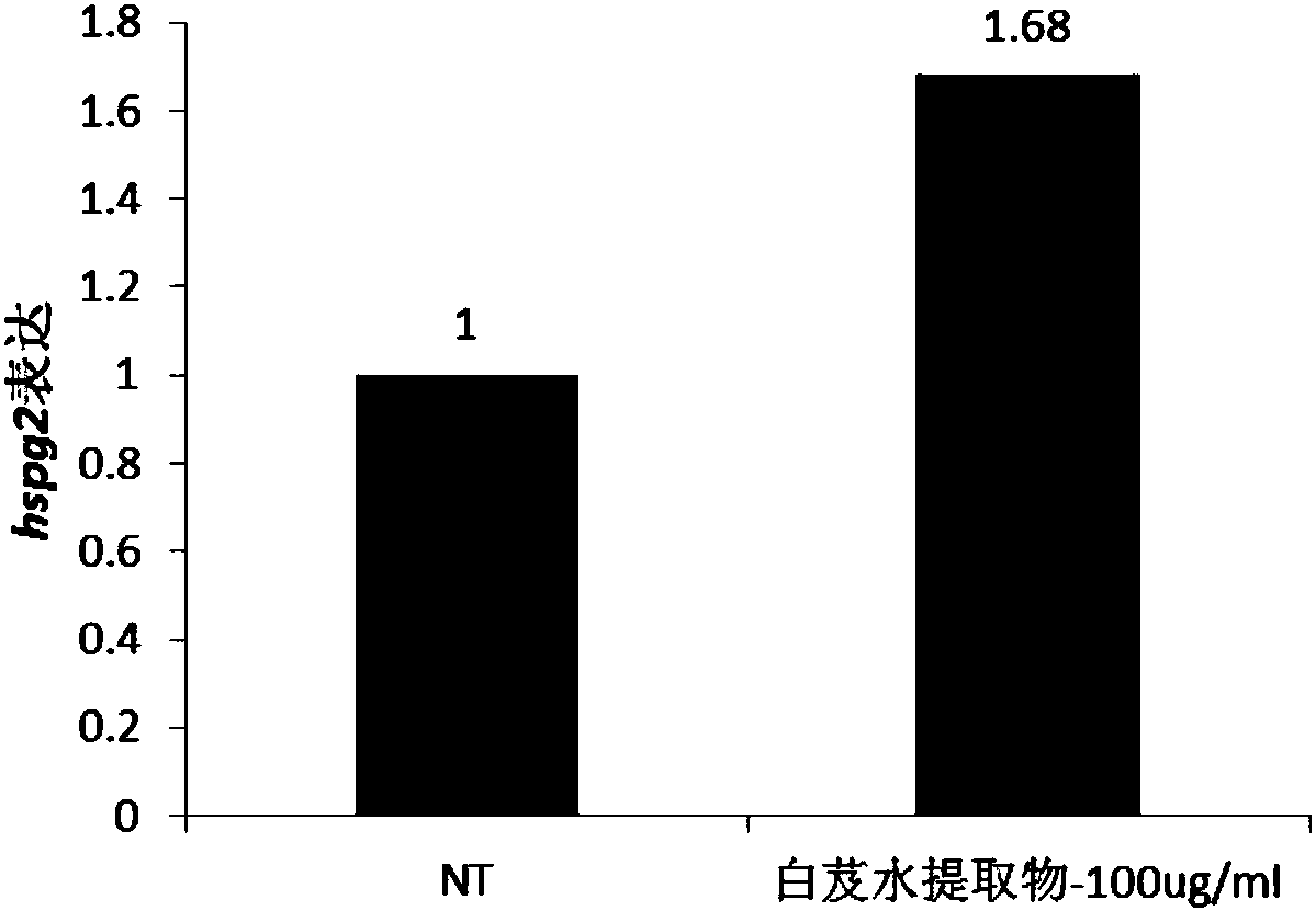 Application of bletilla striata(Thunb.)Rchb.f. extract