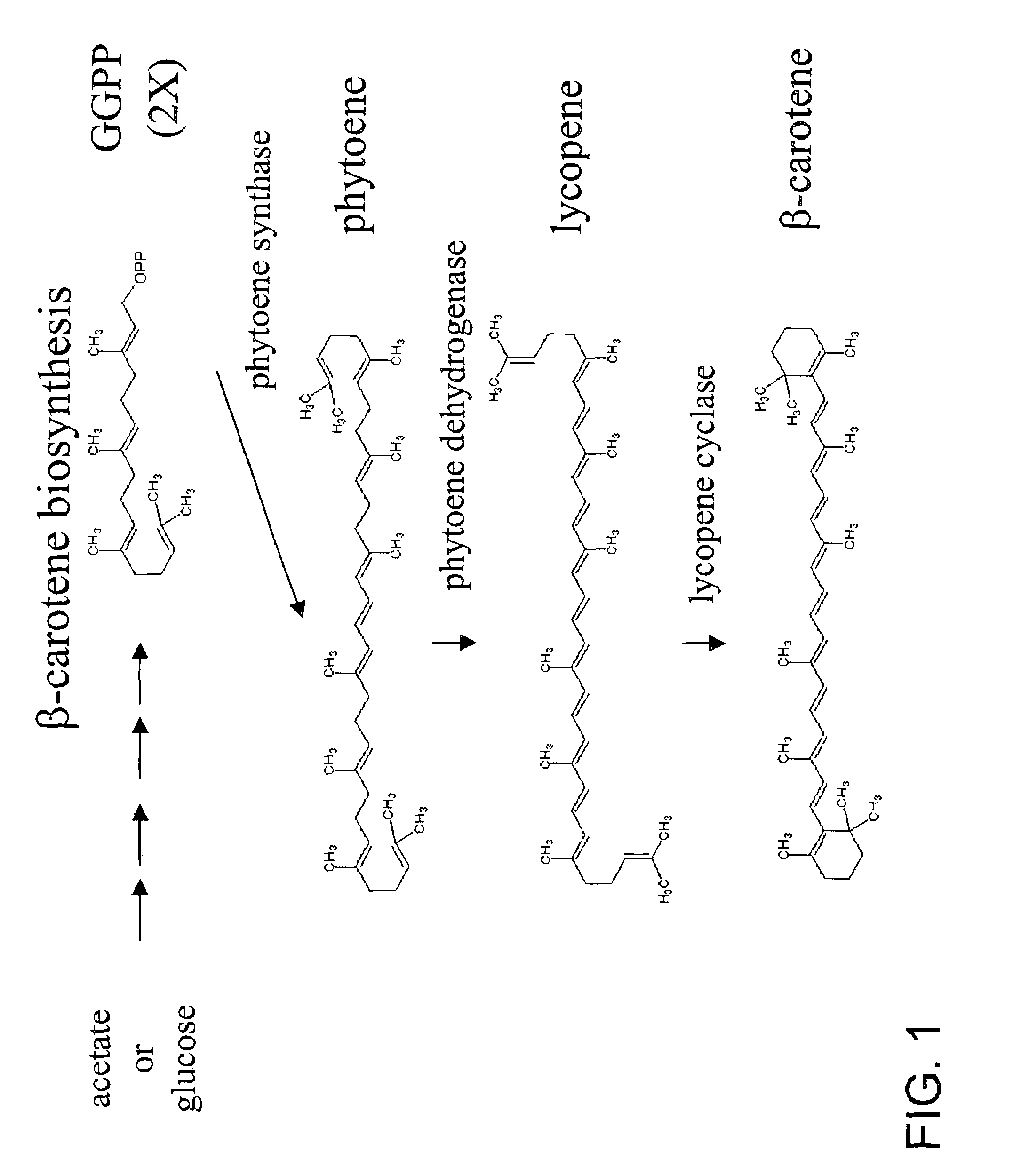 Carotene synthase gene and uses therefor