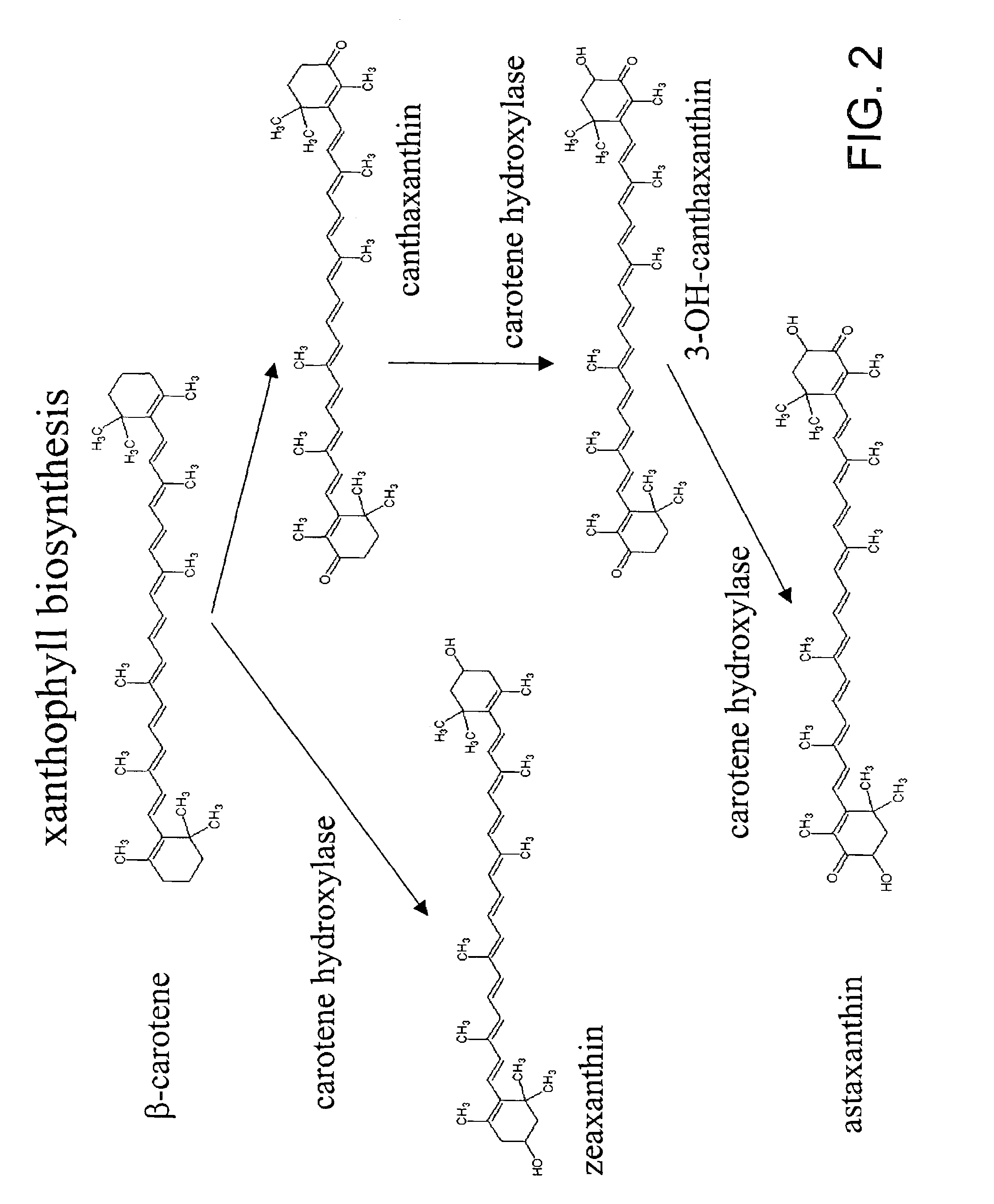 Carotene synthase gene and uses therefor