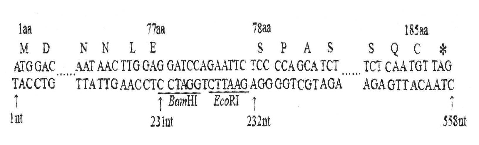 Molecular design of IBDV (Infectious Bursal Disease Virus) antigen epitope and HBcAg (Hepatitis B Core Antigen) chimeric gene