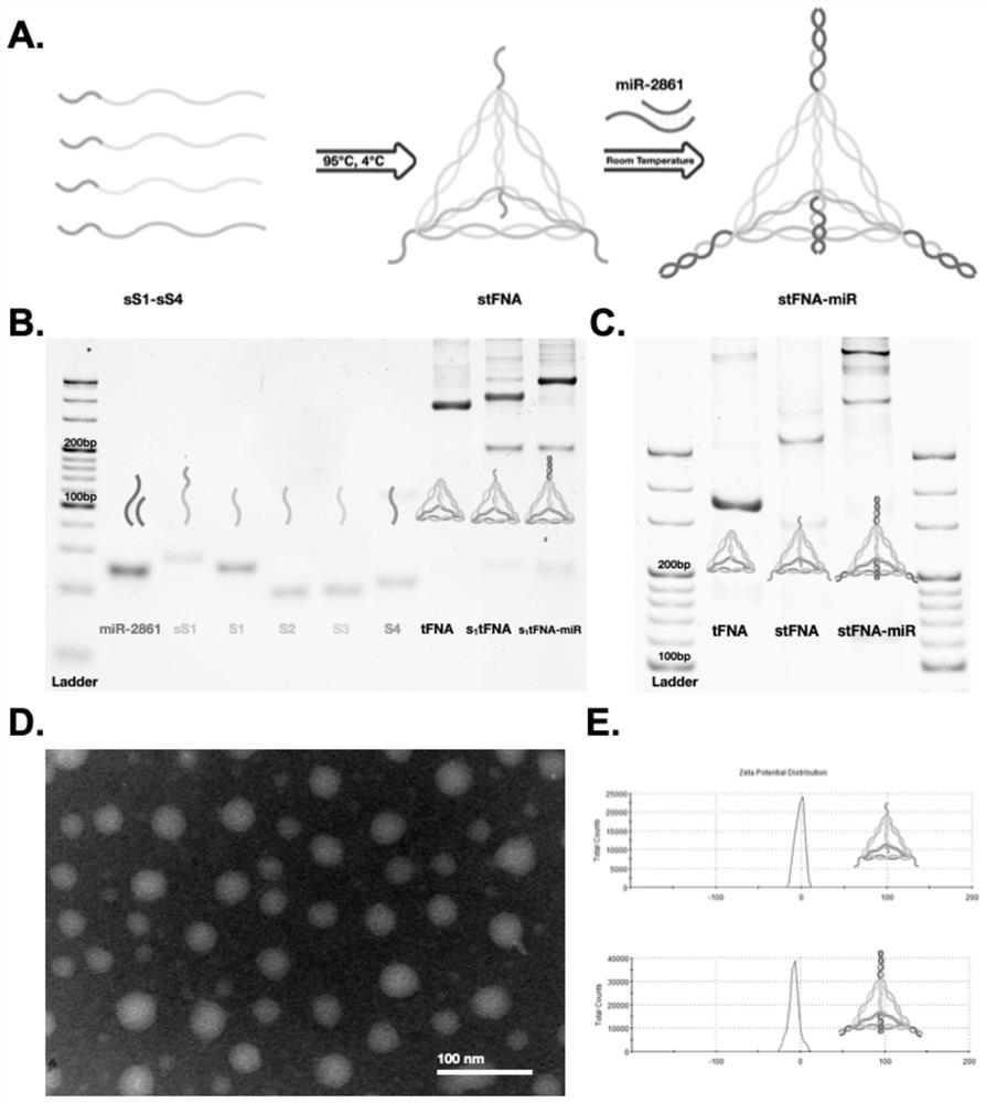 MicroRNA nano complex based on framework nucleic acid material as well as preparation method and application of microRNA nano complex