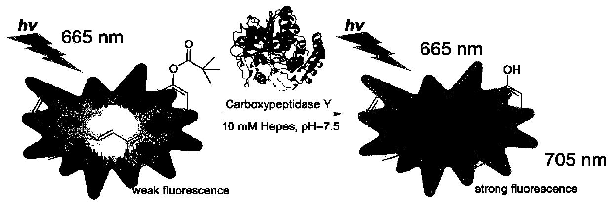 Semicyanine fluorescent probe for detecting carboxypeptidase y and its preparation method and application