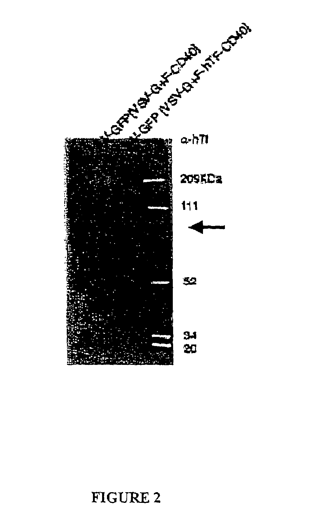 Compositions and methods for tissue specific targeting of lentivirus vectors