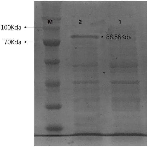 Recombinant plasmid used for synthesizing glutathione and preparation method thereof
