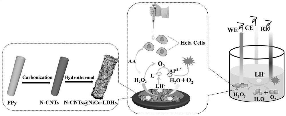 N-CNTs@NiCo-LDHs dendritic nanoflower material and preparation method and photoelectrochemical application thereof