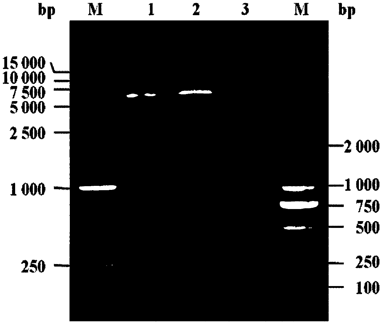 Expression and purification method of target protein using sulfur bacteria mushroom lectin n-acetyllactosamine binding domain as fusion tag