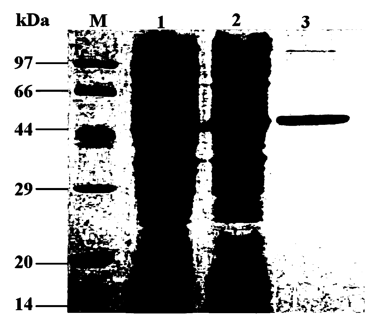 Expression and purification method of target protein using sulfur bacteria mushroom lectin n-acetyllactosamine binding domain as fusion tag