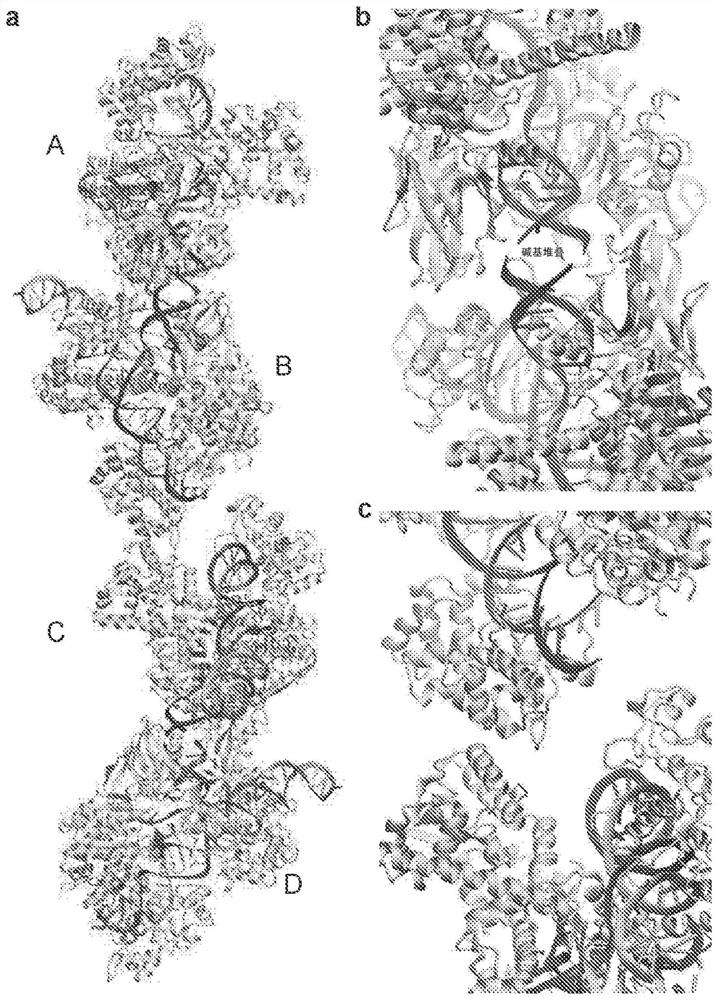 Engineered CAS9 with wider DNA targeting range