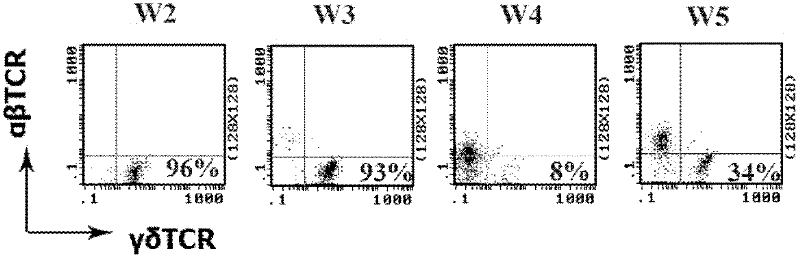 Dominant sequence of delta 1 chain complementary determining region (CDR) 3 in gamma delta T lymphocytes, and T cell receptor (TCR) transfected cells and application thereof