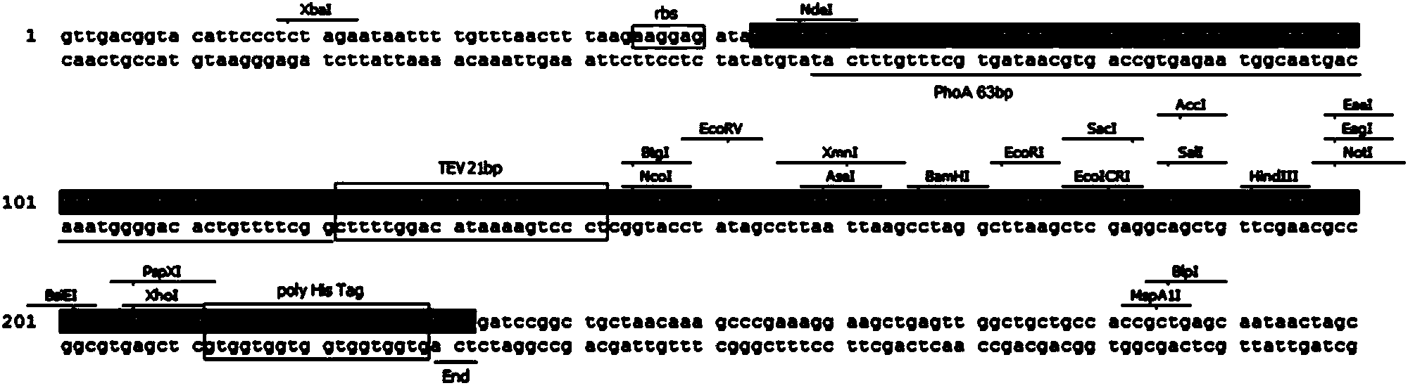 Plasmid vector of escherichia coli secretory expression heterologous protein and establishment method of plasmid vector