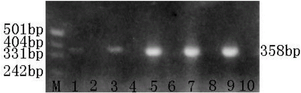 Virus-elimination method of plant tissue cultured virus-free explant