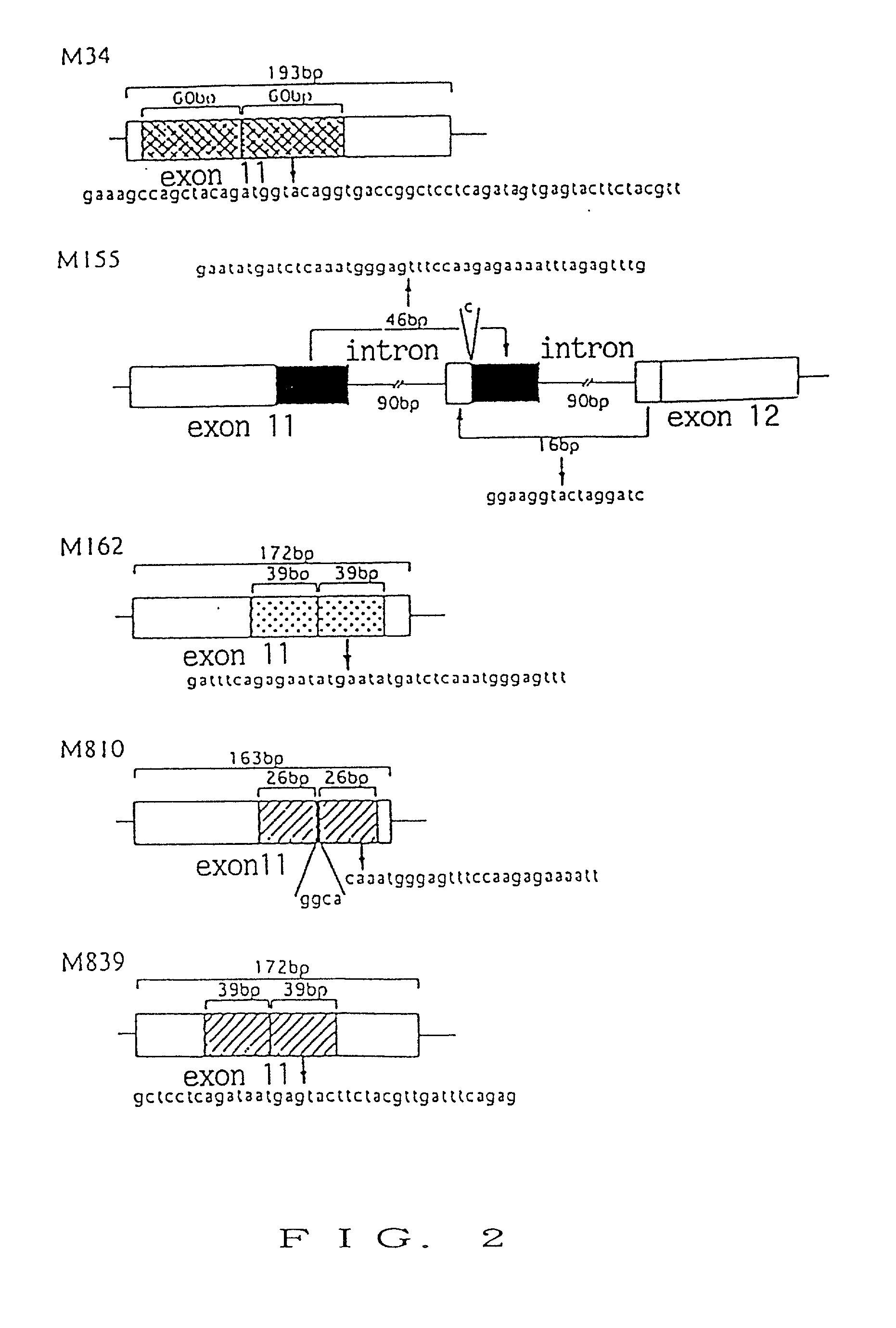 Nucleic acid encoding receptor type protein kinase