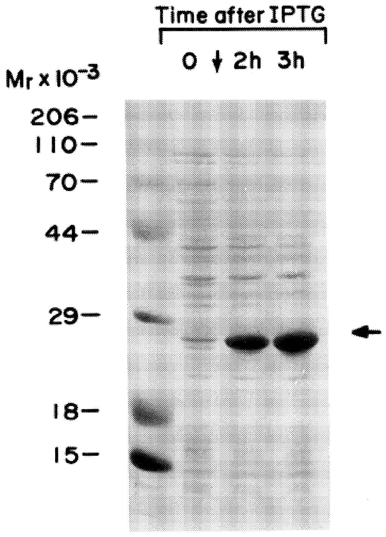 Purified eukaryotic-initiation factor 4E having altered RNA binding affinity