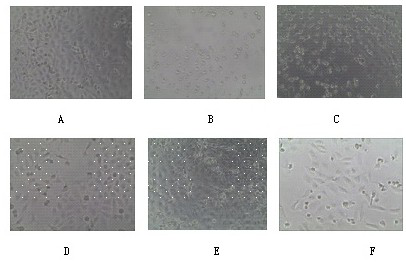 4-Alanine substituted cytosine nucleosides and their medicinal uses